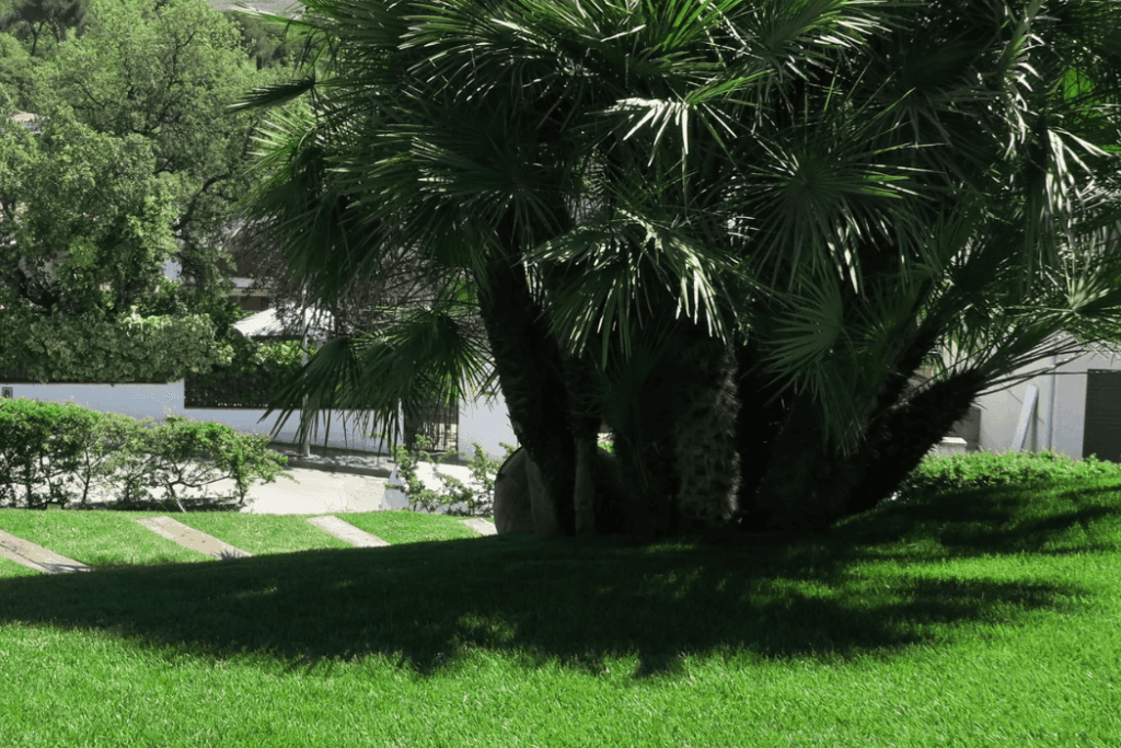 jardin con palmeras